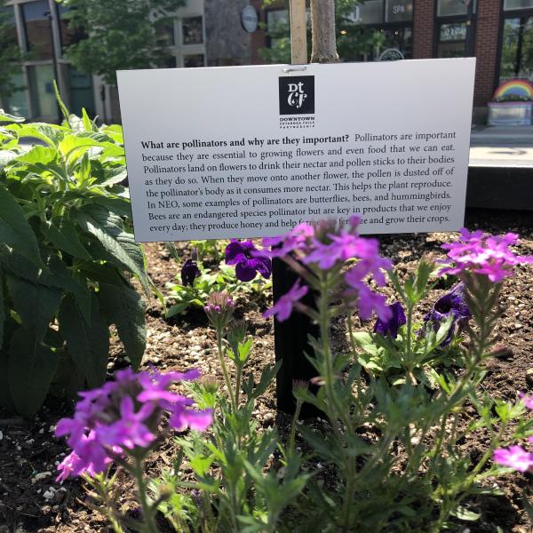 Front Street Planters Contain Native and Local Pollinator-Friendly Plants This Summer